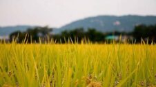 Fedeagro denuncia que la industria ignora acuerdo de banda de precios del maíz