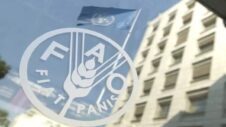 Fedeagro denuncia que la industria ignora acuerdo de banda de precios del maíz